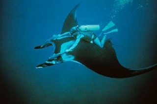 Montar una manta raya